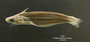 Auchenipterus menezesi FMNH 58313 para 82mmsl lat